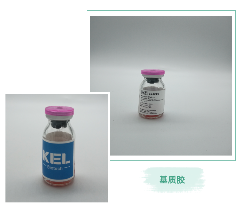 基质胶使用指南