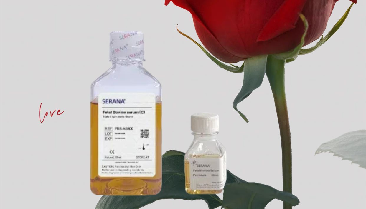 培养细胞那点事|细胞培养中胎牛血清（FBS）作用是啥？