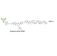 RC48/Disitamab vedotin 维迪西妥单抗 2136633-23-1单克隆抗体 Disitamab-连接子-细胞毒性剂 MMAE（ADC)