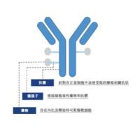 伊拉杜他珠单抗维多汀 adcIladatuzumab vedotin/DCDS0780A 1906205-77-3 重组人源化IgG1单克隆抗体-连接子-细胞毒药物单甲基auristatin E ( ADC)