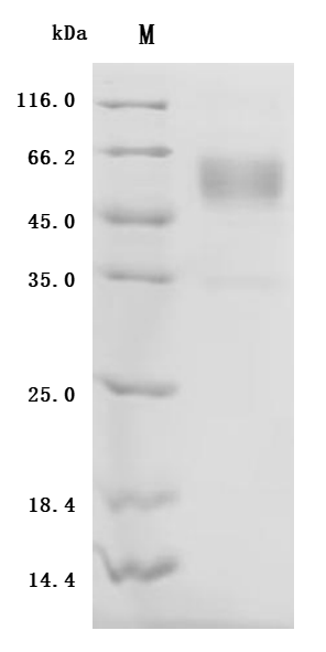 CSB-MP004958HU1p7 SDS