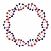 质粒载体构建/慢病毒AAV载体构建