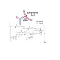 奥加伊妥珠单抗 635715-01-4 inotuzumab ozogamicin/Besponsa 伊珠单抗-连接子-N-乙酰-γ-刺孢霉素 ADC抗体药物偶联物