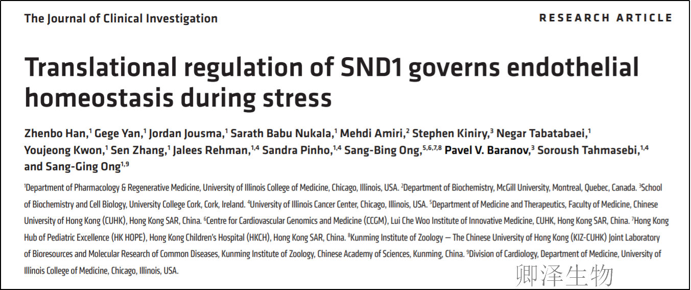 JCI. | Ribo-seq技术助力揭示SND1在应激条件下对内皮细胞稳态的调控机制