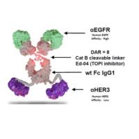 靶向EGFR和HER3的双抗ADC药物 BL-B01D1