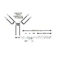 polatuzumab vedotin 维泊妥珠单抗 1313206-42-6  IgG1单克隆抗体-连接子-药物单甲基auristatin E (MMAE)  ADC抗体偶联药物