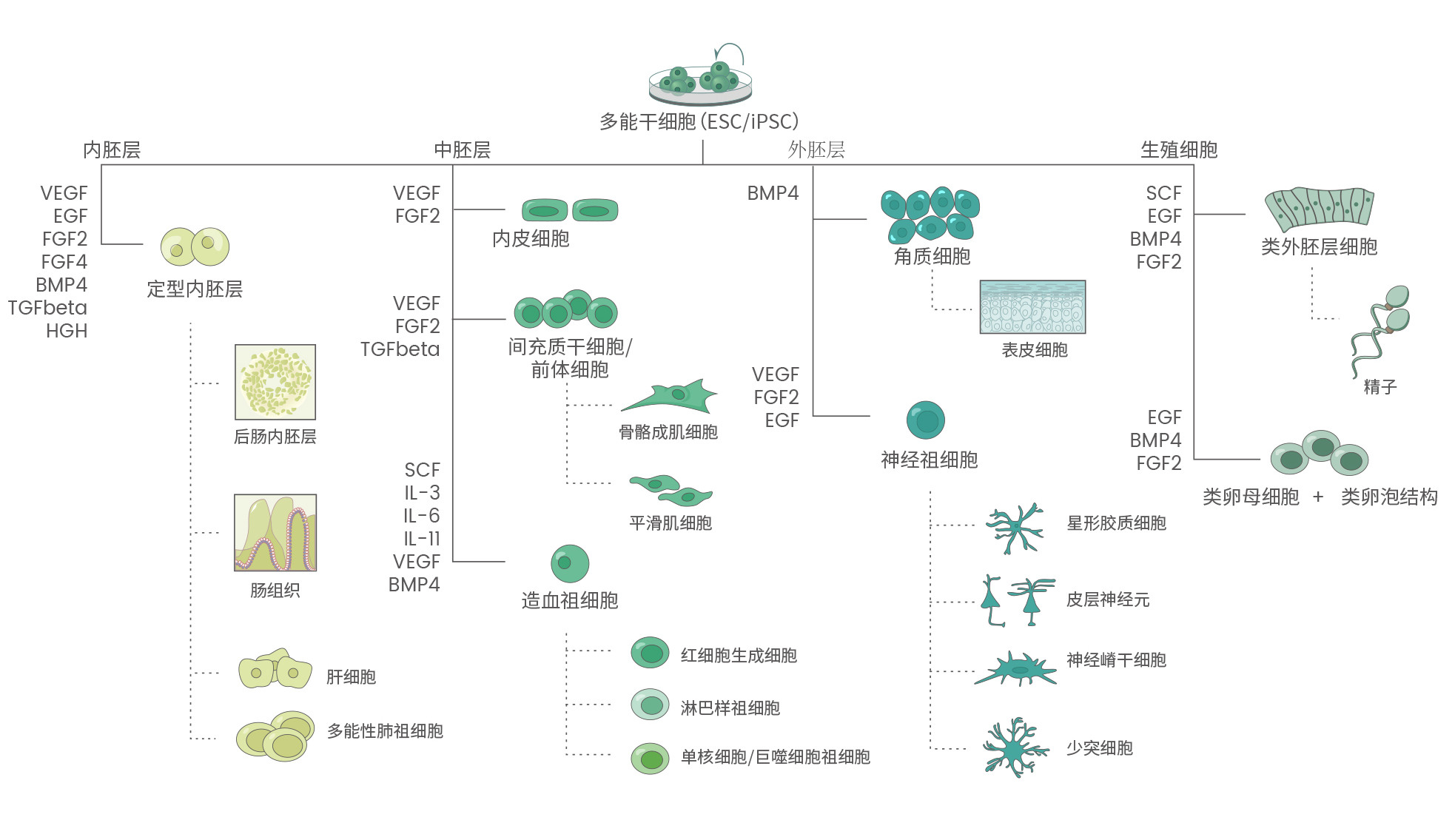 4类干细胞培养分化的“隐形指挥官”：细胞因子
