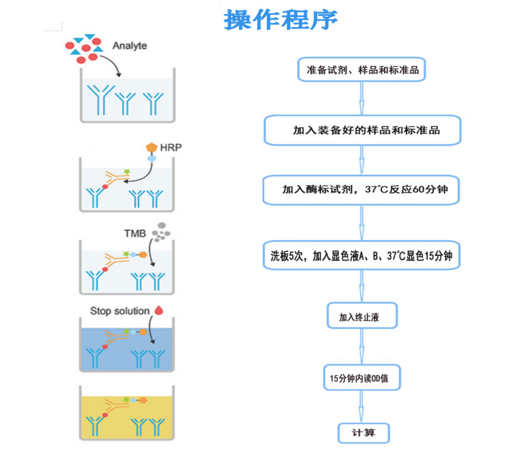 人单纯疱疹病毒 1IgG 抗体(HSV1-IgG)试剂盒(E