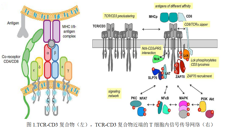 T 细胞体外分选和扩增