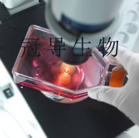 SW579[SW 579; SW-579]人甲状腺鳞癌传代细胞活性强|送STR图谱