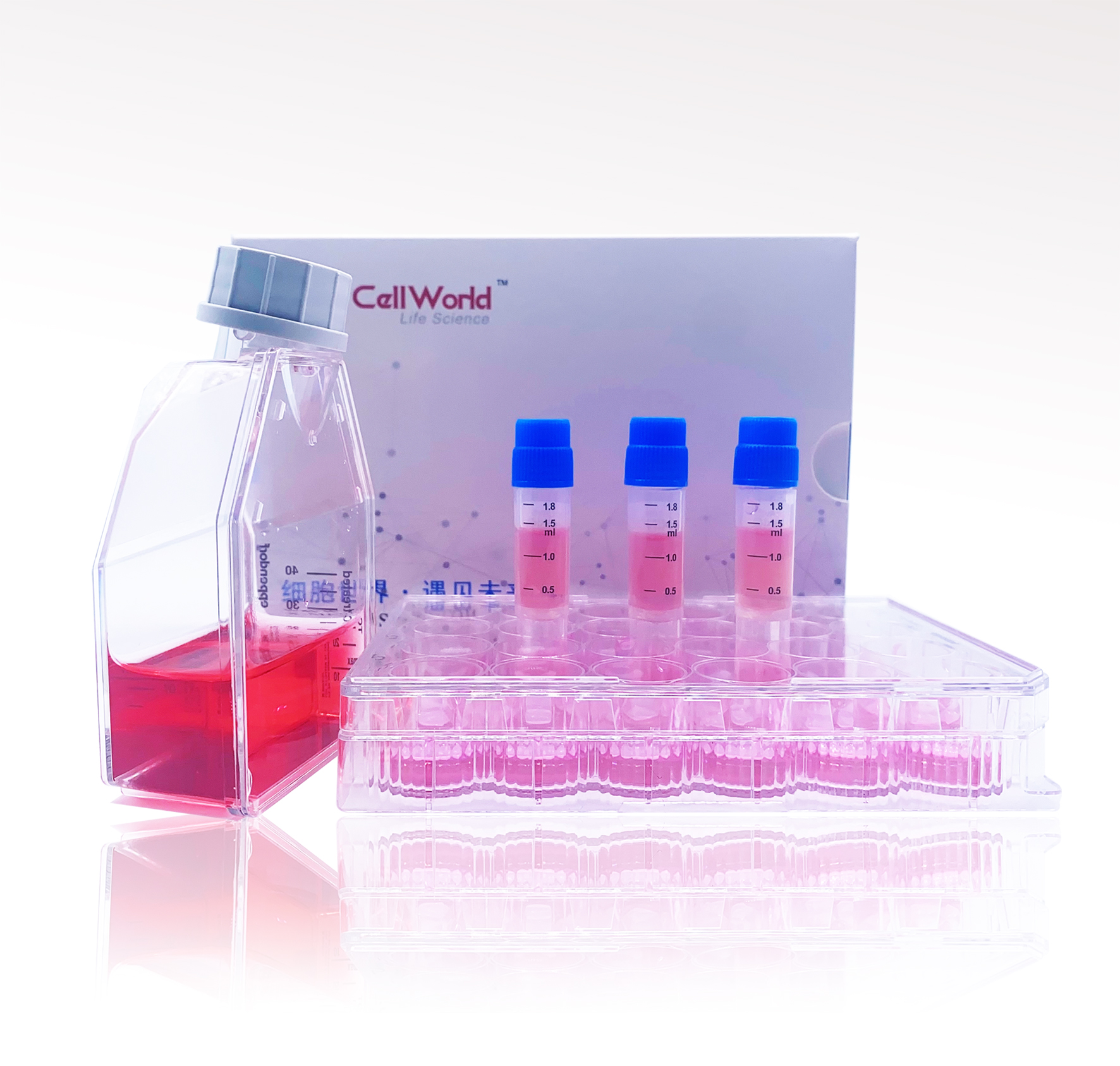 人B淋巴母细胞 HMy2.CIR T25/瓶 CLH1010