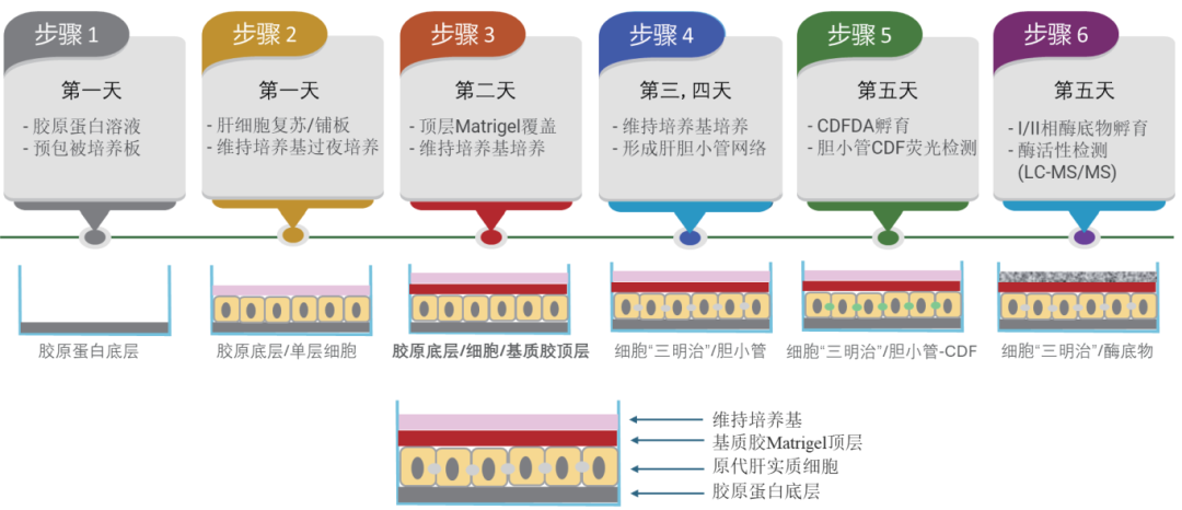 原代肝实质细胞三明治夹层培养系统