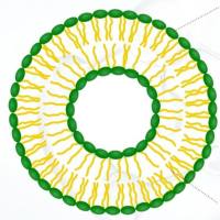 300nm空白脂质体表面修饰红色荧光 Red Fluorescent liposomes