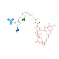 868747-45-9 |  Cantuzumab ravtansine  | IMGN242