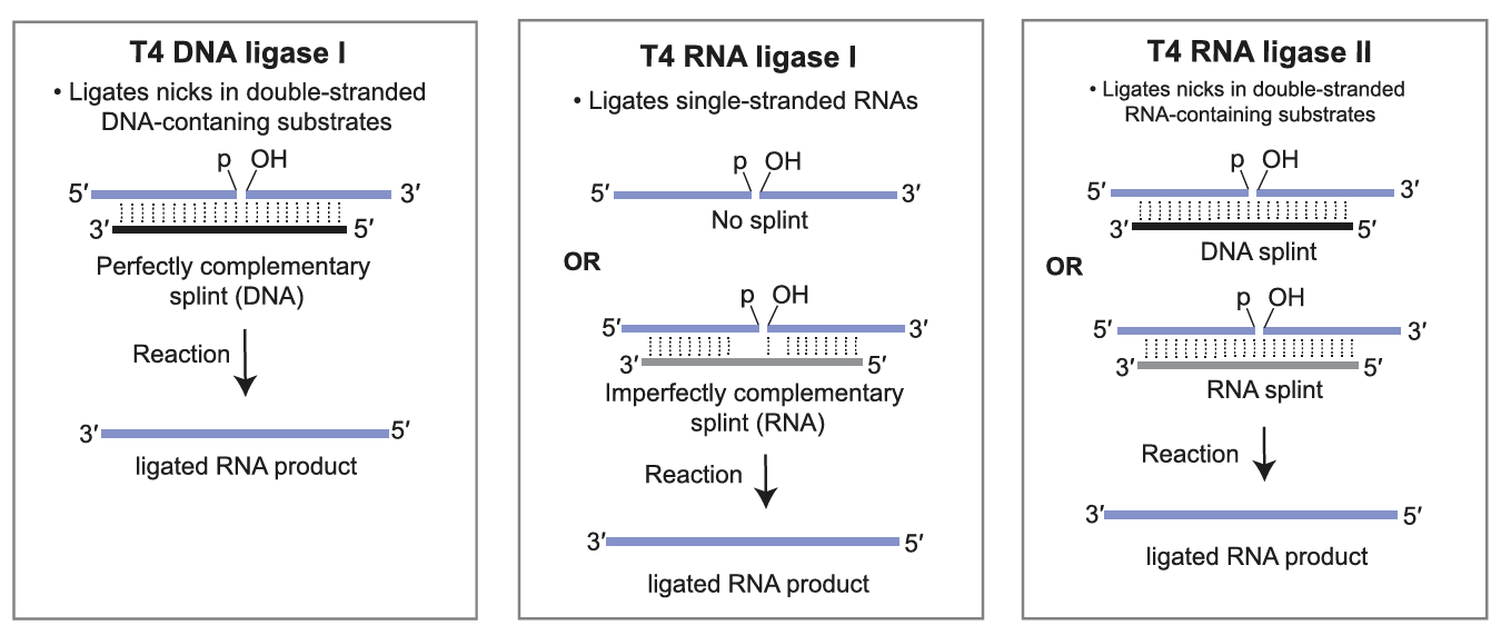 上新 | T4 RNA Ligase 2，环状RNA研究核心酶原料