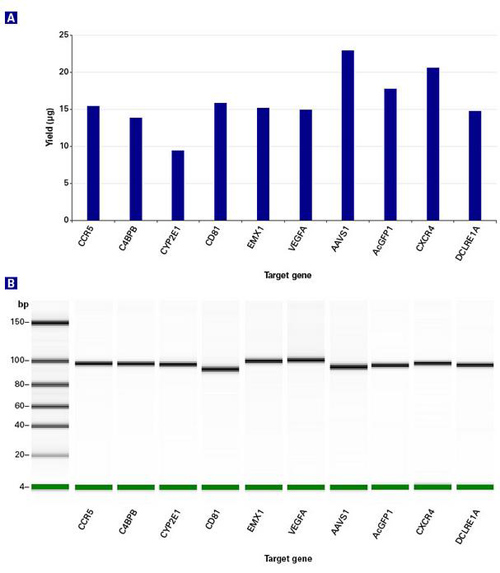 sgRNA体外转录和筛选Guide-it sgRNA In