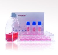 人前列腺癌细胞 22RV1 T25/瓶 CLH1084