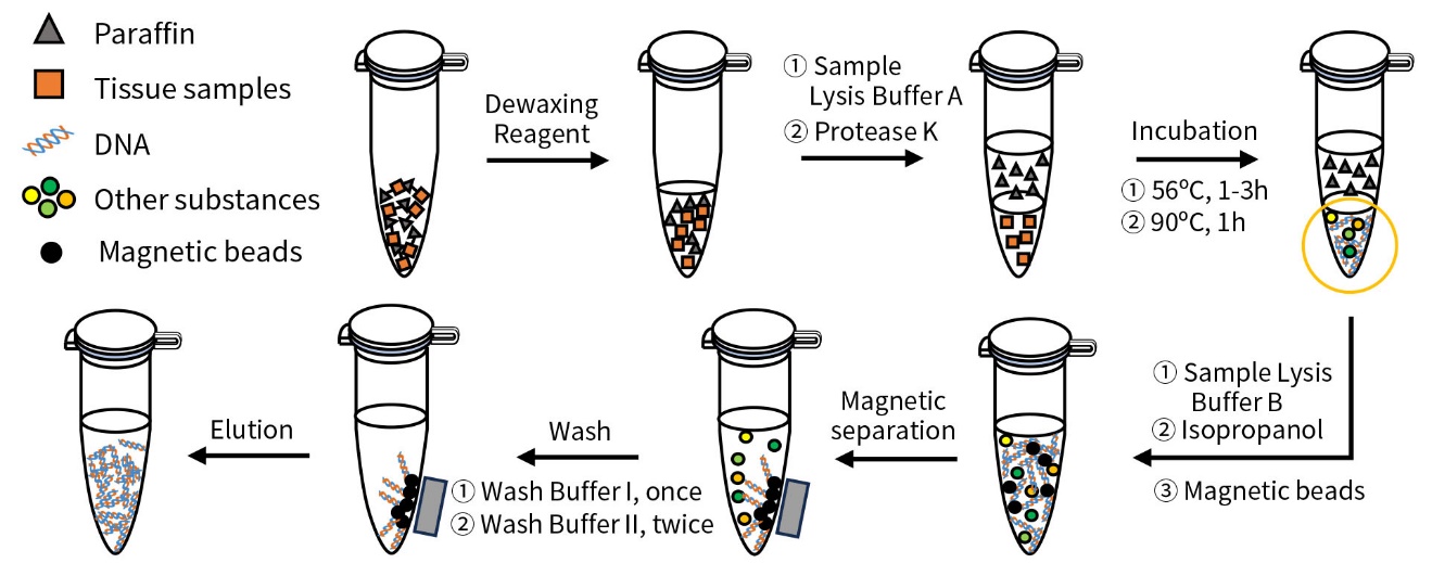 BeyoMag™石蜡包埋组织基因组DNA抽提试剂盒(磁珠法)