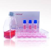 人结直肠癌上皮细胞 SW837 T25/瓶 CLH1327