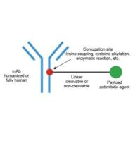 单克隆抗体HT-19通过可裂解型连接子偶连微管蛋白抑制剂AF-HPA形成ADC药物（XMT-1522）