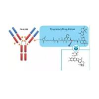 DS-8201靶向HER2的ADC抗体偶联药物 曲妥珠单抗-连接子-拓扑异构酶I抑制剂衍生物 DXd