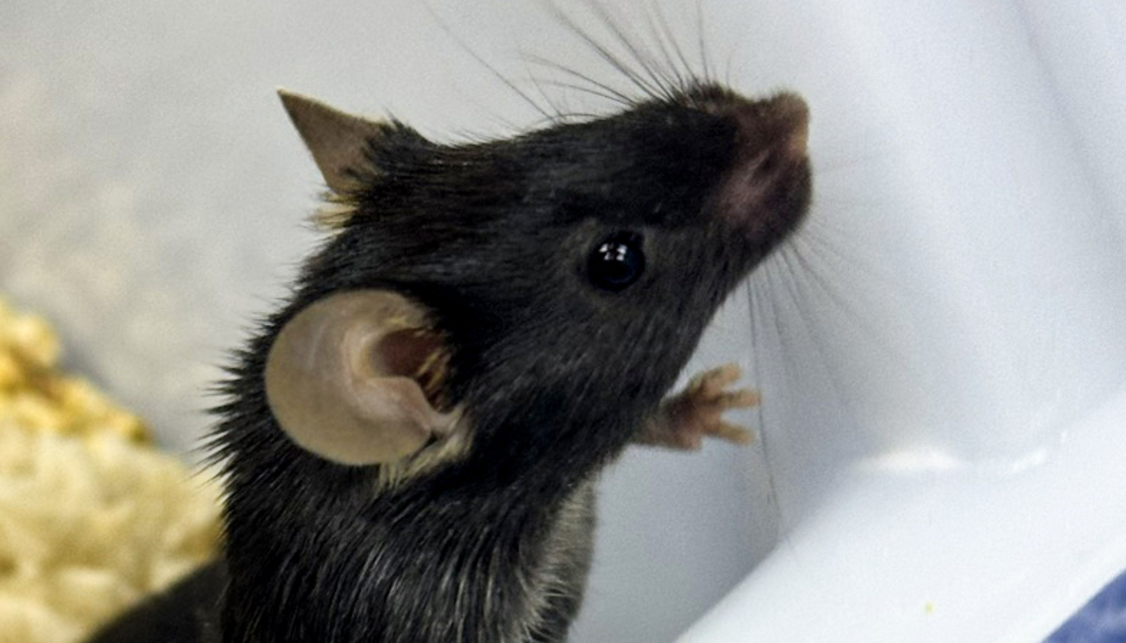 动物模型 | 大鼠子宫腔粘连模型