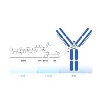 迪西妥单抗通过可裂解型缬氨酸-瓜氨酸二肽连接微管蛋白抑制剂单甲基澳瑞他汀E（MMAE）组成ADC药物（RC-48）