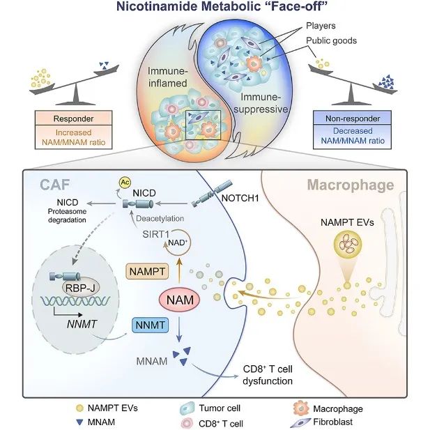 Cell Metabolism | 巨噬细胞与成纤维细胞间的烟酰胺代谢博弈调控胃癌微环境
