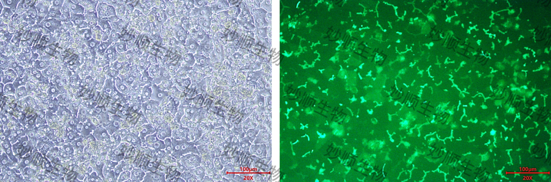 原代肝实质细胞三明治夹层培养系统(图2)