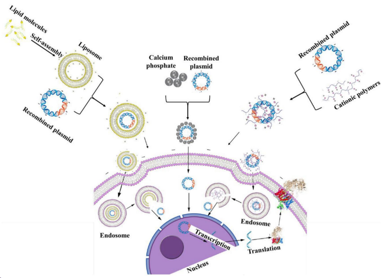 HEK293细胞专用转染试剂：重组蛋白与病毒载体生产的高效经济之选  