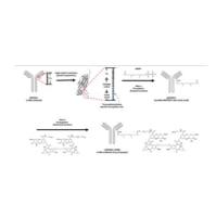 IRCR201抗体通过肟连接吡 咯并苯并二氮杂䓬(dPBD)组成ADC抗体药物偶联物cIRCR201-dPBD
