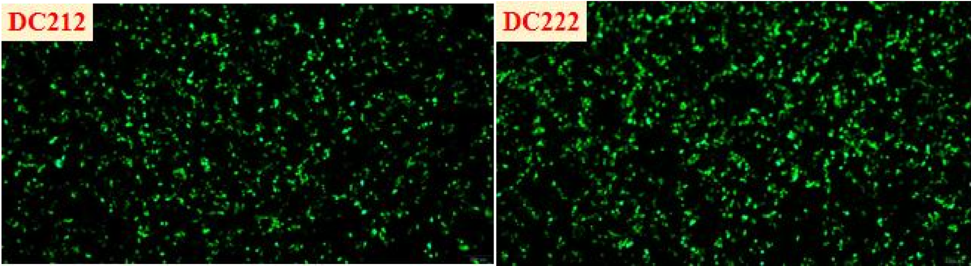 FastPure EndoFree Plasmid Mini