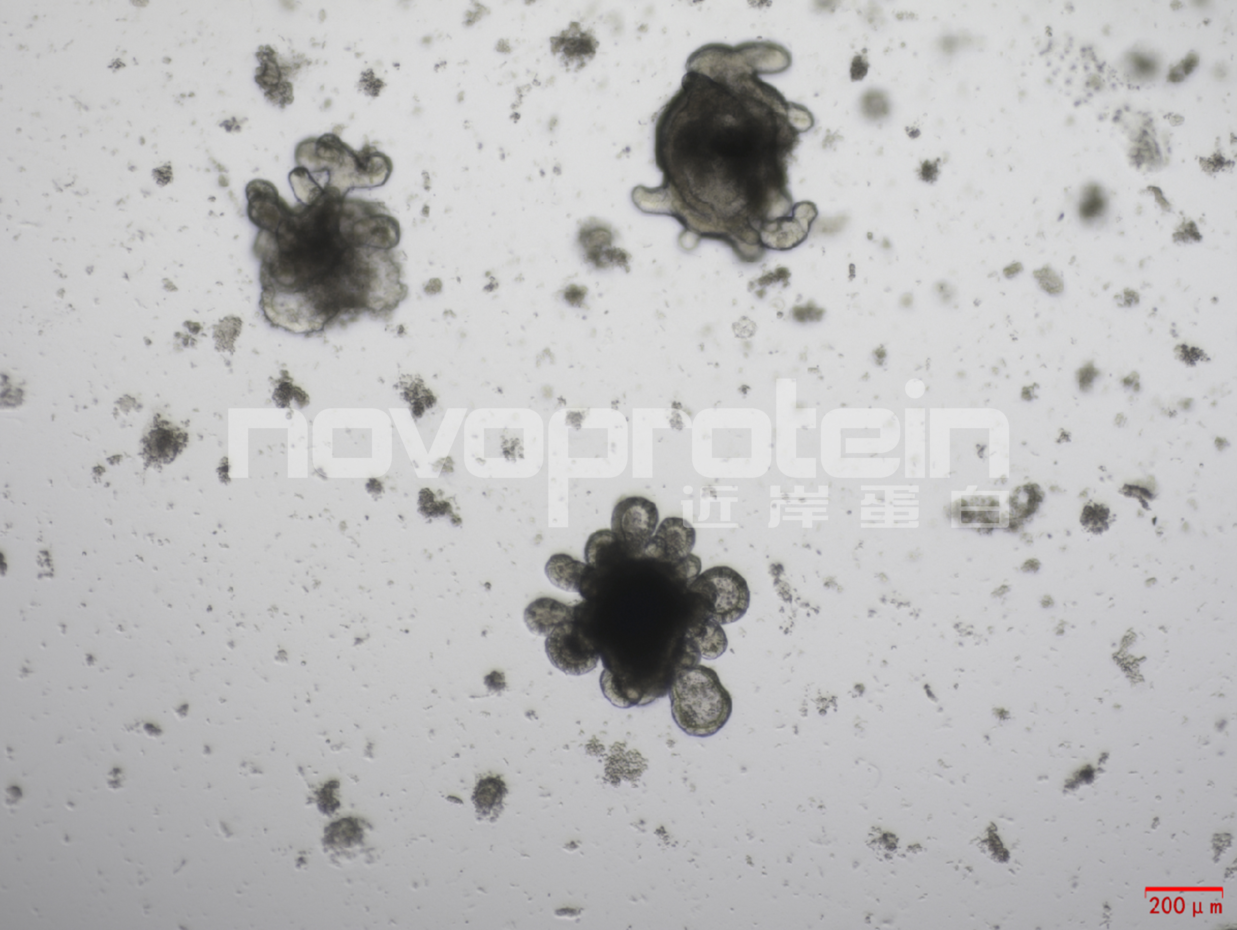 Recombinant Mouse Noggin (C-6H