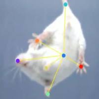 AI大小鼠悬尾精细行为视频分析系统