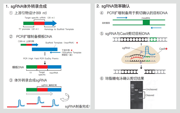 sgRNA体外转录和筛选Guide-it sgRNA In