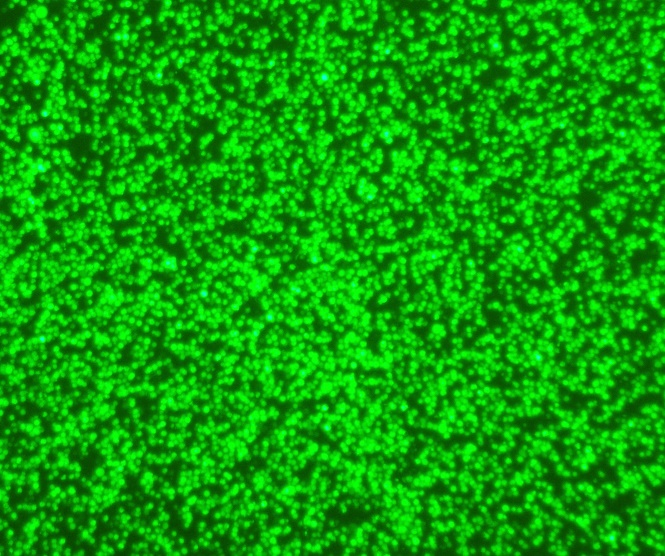 HEK293细胞专用转染试剂：重组蛋白与病毒载体生产的高效经济之选  