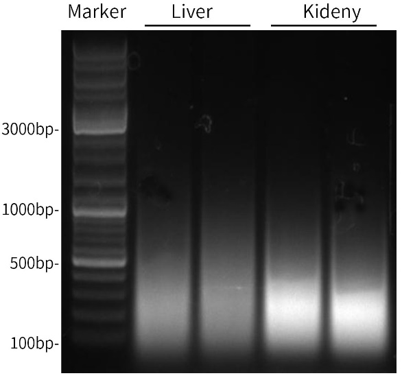 BeyoMag™石蜡包埋组织基因组DNA抽提试剂盒(磁珠法)