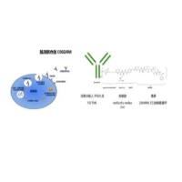 抗EGFR单克隆抗体-连接子-强效的微管抑制剂单甲基auristatin E 维贝柯妥塔单抗 MRG003 ADC