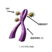 T-DM1 曲妥珠单抗-连接子-微管抑制剂DM1 靶向HER2的ADC抗体偶联药物