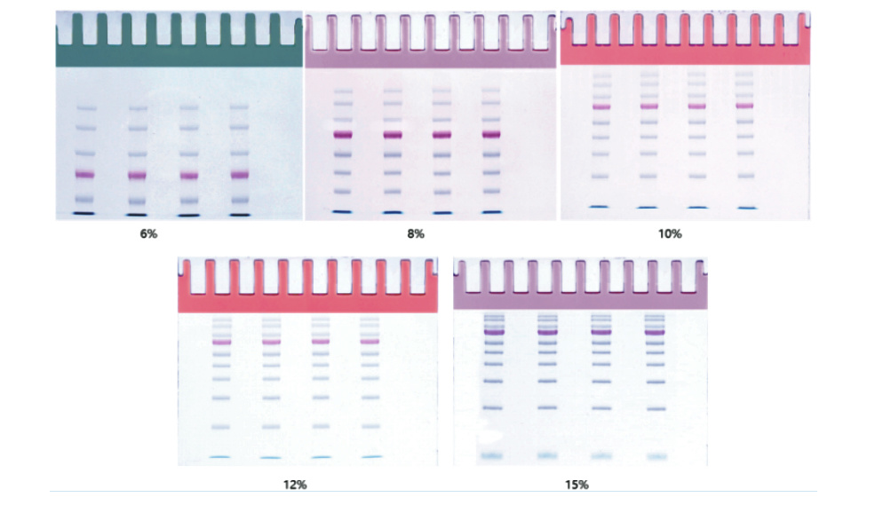 蛋白胶预混液试剂盒 One-Step PAGE Gel Fa