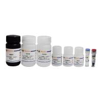 BeyoMag™石蜡包埋组织基因组DNA抽提试剂盒(磁珠法)