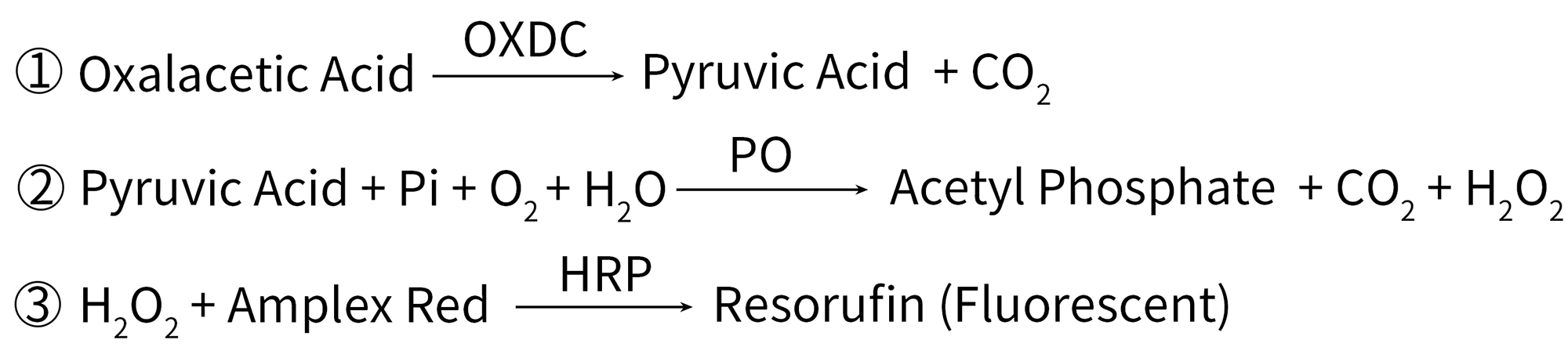 Amplex Red草酰乙酸检测试剂盒