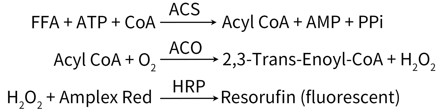 Amplex Red乙酰辅酶A合成酶检测试剂盒