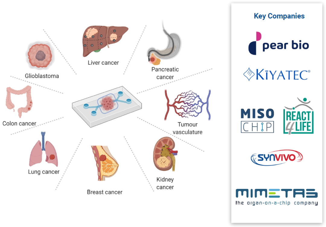 类器官替代动物试验的时代真的来了吗？