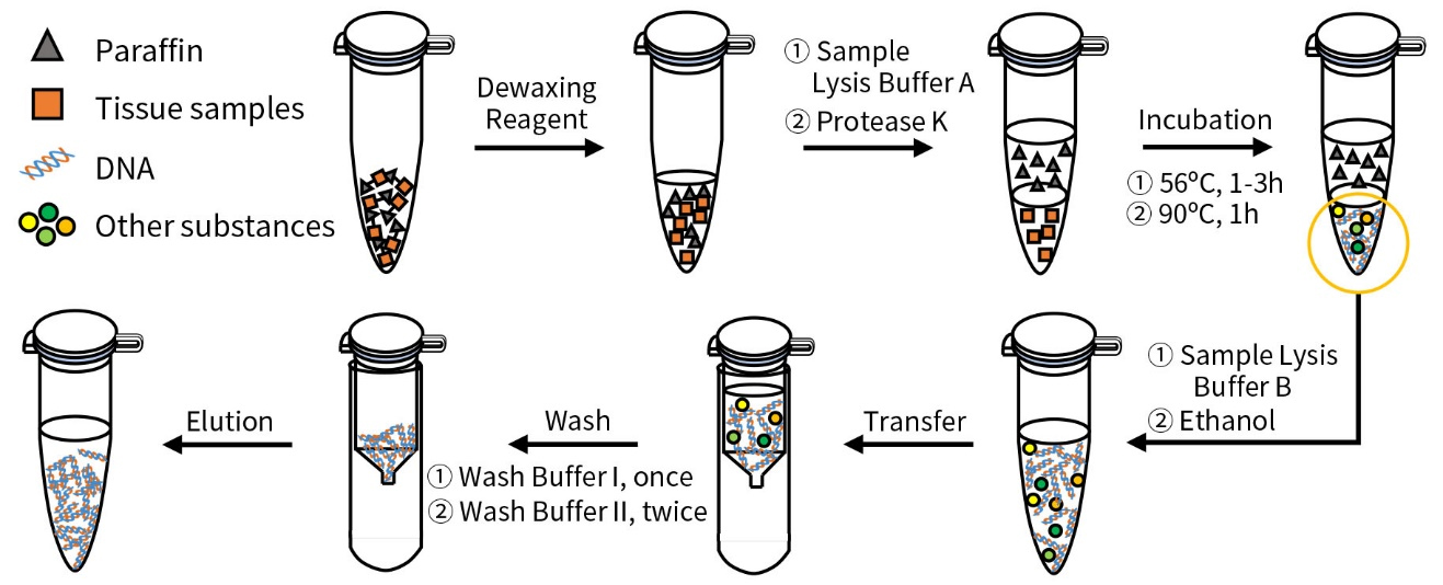 石蜡包埋组织基因组DNA抽提试剂盒(离心柱式)