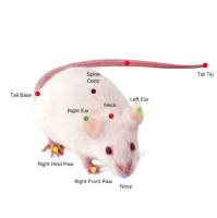 AI大小鼠强迫游泳精细行为视频分析系统