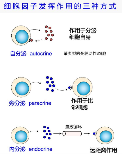 关于细胞因子全面解读