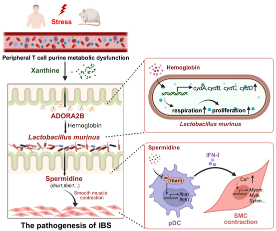 Cell Met丨中山大学团队揭示紧张拉肚子的新机制