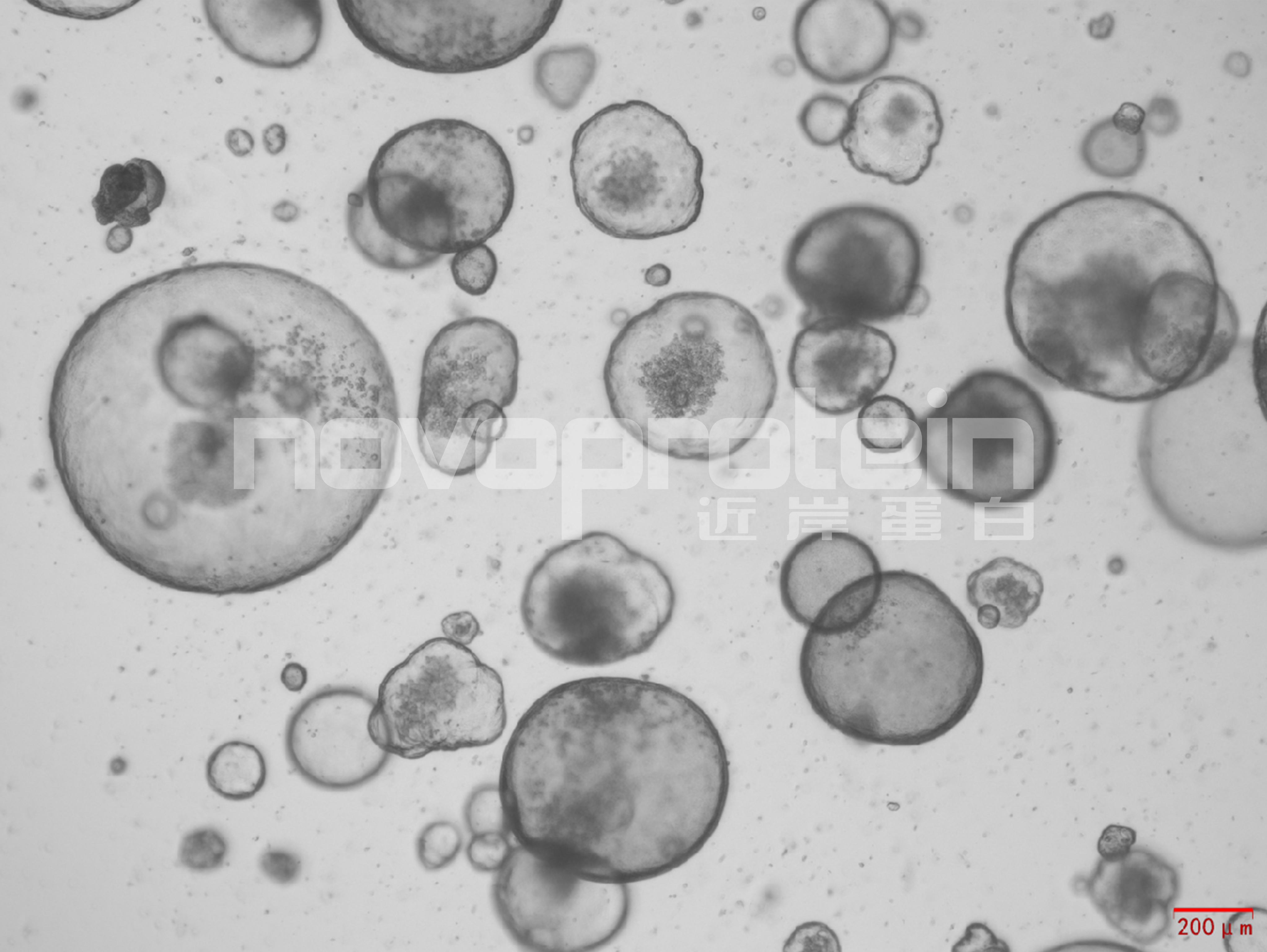 Recombinant Mouse Noggin (C-6H