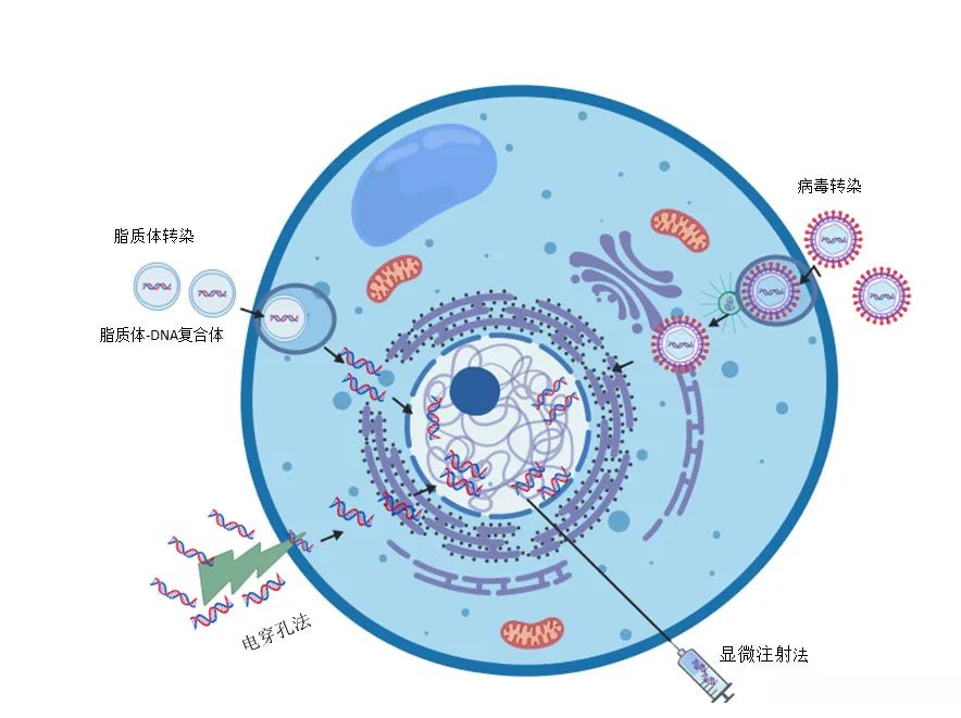 开年上新 | 尚恩生物细胞转染服务正式上线啦!!
